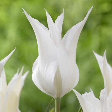Tulp Sapporo